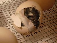 Fauna & Flora: baby chicken born from the egg