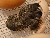 Fauna & Flora: baby chicken born from the egg