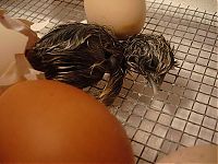 Fauna & Flora: baby chicken born from the egg