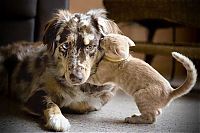 TopRq.com search results: cats and dogs whispering