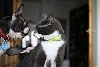 Fauna & Flora: cats and dogs whispering