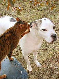 Fauna & Flora: cats and dogs whispering