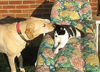 Fauna & Flora: cats and dogs whispering