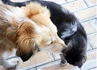 Fauna & Flora: cats and dogs whispering