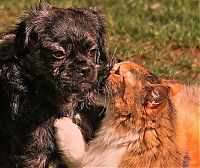 Fauna & Flora: cats and dogs whispering