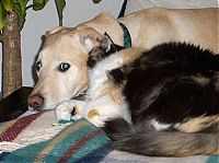 Fauna & Flora: cats and dogs whispering