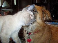 Fauna & Flora: cats and dogs whispering