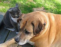 Fauna & Flora: cats and dogs whispering