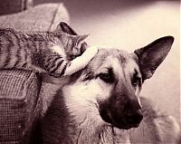 Fauna & Flora: cats and dogs whispering