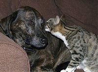 Fauna & Flora: cats and dogs whispering