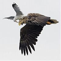 Fauna & Flora: Bird photography by Markus Varesvuo