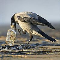 Fauna & Flora: Bird photography by Markus Varesvuo