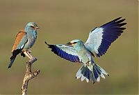 Fauna & Flora: Bird photography by Markus Varesvuo