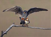 Fauna & Flora: Bird photography by Markus Varesvuo