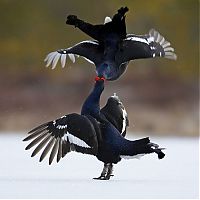 Fauna & Flora: Bird photography by Markus Varesvuo