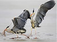 Fauna & Flora: Bird photography by Markus Varesvuo