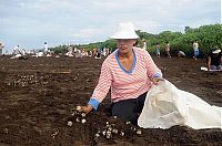 Fauna & Flora: Harvesting Sea Turtle eggs, Costa Rica