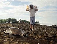 Fauna & Flora: Harvesting Sea Turtle eggs, Costa Rica