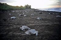 Fauna & Flora: Harvesting Sea Turtle eggs, Costa Rica