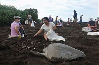 Fauna & Flora: Harvesting Sea Turtle eggs, Costa Rica