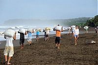 Fauna & Flora: Harvesting Sea Turtle eggs, Costa Rica