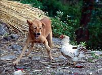 TopRq.com search results: chicken attacked a dog