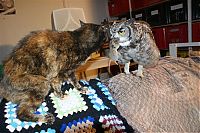 TopRq.com search results: eagle owl and cat friends