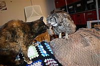 Fauna & Flora: eagle owl and cat friends