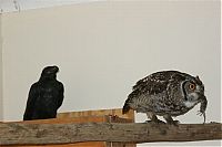 TopRq.com search results: eagle owl and cat friends