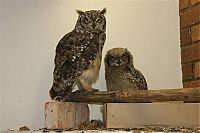 Fauna & Flora: eagle owl and cat friends