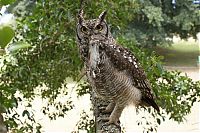 Fauna & Flora: eagle owl and cat friends