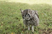 Fauna & Flora: eagle owl and cat friends