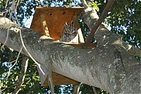 Fauna & Flora: eagle owl and cat friends