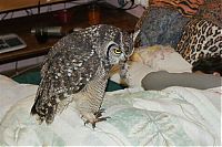 Fauna & Flora: eagle owl and cat friends