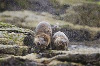 Fauna & Flora: British Wildlife Photography Awards 2011