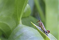 Fauna & Flora: British Wildlife Photography Awards 2011