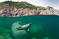 TopRq.com search results: British Wildlife Photography Awards 2011