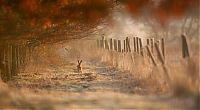 TopRq.com search results: British Wildlife Photography Awards 2011