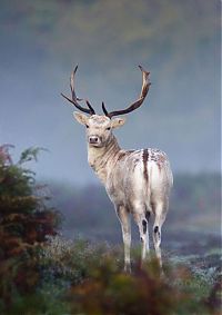 Fauna & Flora: British Wildlife Photography Awards 2011