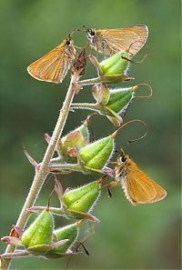 TopRq.com search results: British Wildlife Photography Awards 2011