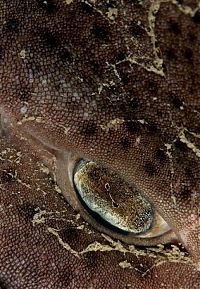 Fauna & Flora: British Wildlife Photography Awards 2011