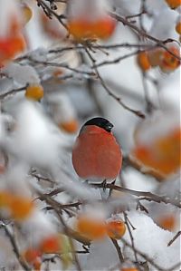 Fauna & Flora: British Wildlife Photography Awards 2011