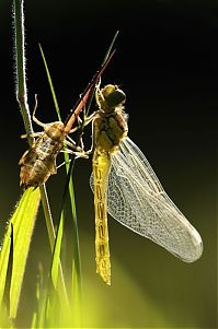 Fauna & Flora: British Wildlife Photography Awards 2011