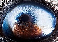 TopRq.com search results: eyes of animals