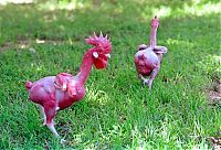 TopRq.com search results: featherless chicken