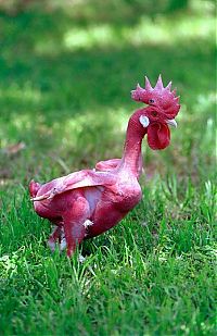 TopRq.com search results: featherless chicken