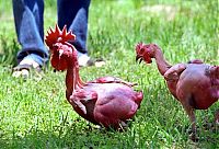 TopRq.com search results: featherless chicken