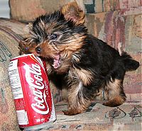 Fauna & Flora: puppy with a beverage can