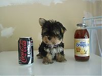 Fauna & Flora: puppy with a beverage can