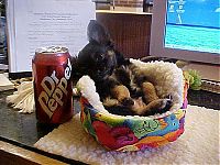 Fauna & Flora: puppy with a beverage can